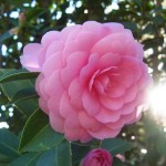 camellia_japonica