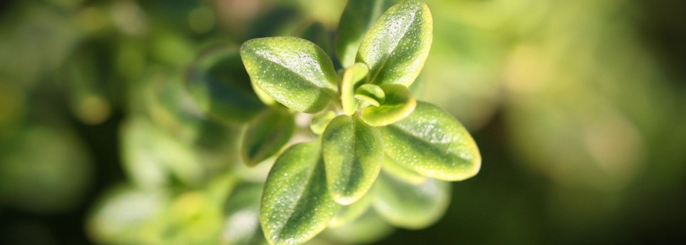 <a href=https://www.idea-verde.net/slideshow/slideshow-items-6-2/></a>